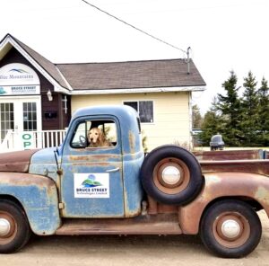 Dog in old blue and rusty truck